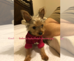 Small #17 Yorkshire Terrier