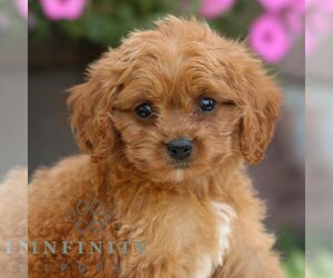 Cavapoo Puppy for sale in REINHOLDS, PA, USA