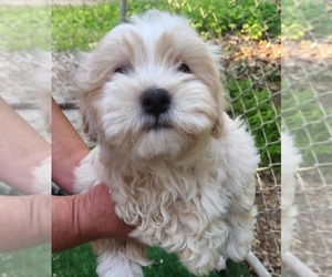 Maltipoo Puppy for sale in LINDEN, MI, USA