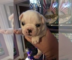 Puppy Puppy 3 Bobandy Boston Terrier
