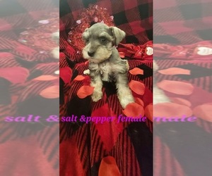 Schnauzer (Miniature) Puppy for sale in CHILDRESS, TX, USA