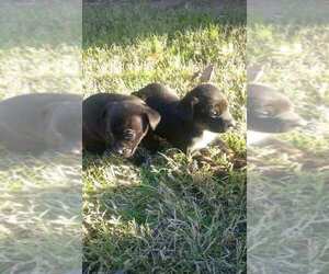 Australian Cattle Dog-Mastiff Mix Puppy for sale in TOLLESON, AZ, USA