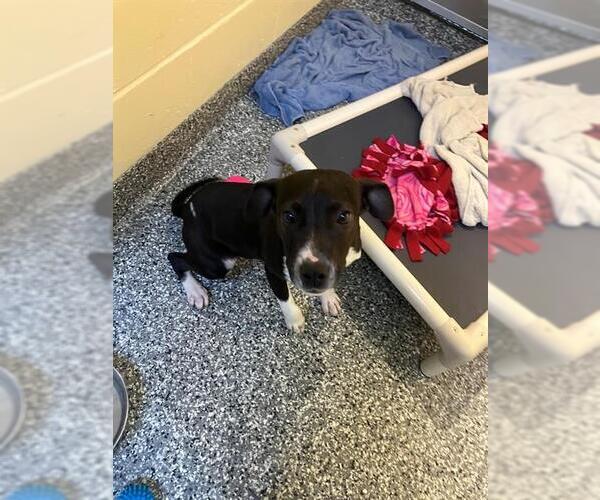 Medium Photo #2  Puppy For Sale in , 