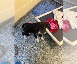 Mutt Dogs for adoption in Boston, MA, USA