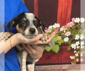 Mutt Dogs for adoption in San Bernardino, CA, USA