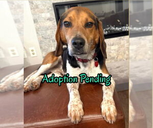 Beagle Dogs for adoption in Dunnellon, FL, USA
