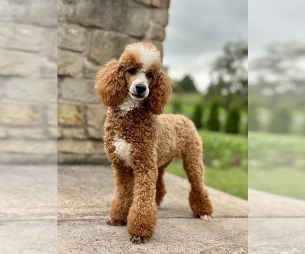 Medium Photo #1 Bernedoodle (Miniature) Puppy For Sale in LIVINGSTON, WI, USA