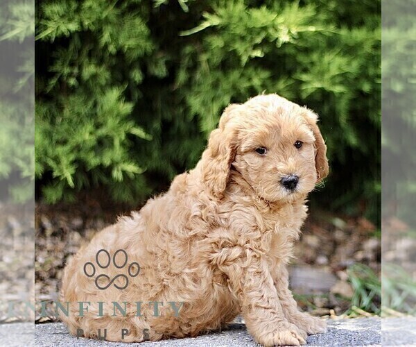 Medium Photo #4 Goldendoodle (Miniature) Puppy For Sale in KINZERS, PA, USA