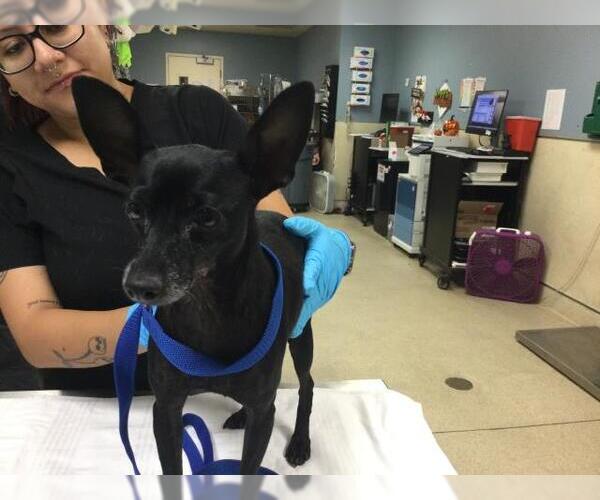 Medium Photo #1 Chihuahua Puppy For Sale in Riverside, CA, USA