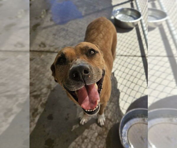 Medium Photo #5 American Pit Bull Terrier-Unknown Mix Puppy For Sale in El Centro, CA, USA