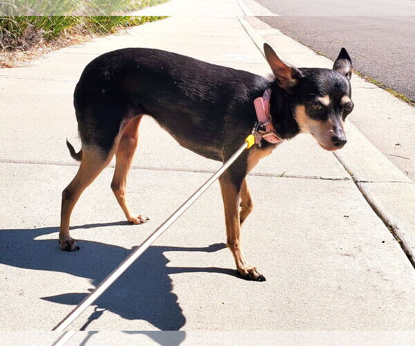 Medium Photo #5 Rat-Cha Puppy For Sale in Temecula, CA, USA