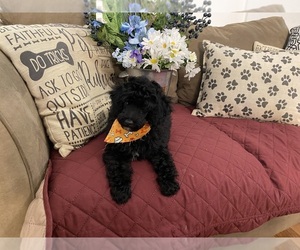 Poodle (Miniature) Puppy for sale in WINSTON SALEM, NC, USA