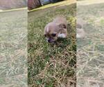 Small Photo #2 ShiChi Puppy For Sale in COEUR D ALENE, ID, USA