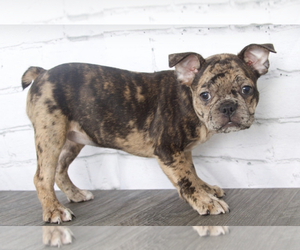 Faux Frenchbo Bulldog Puppy for sale in RED LION, PA, USA