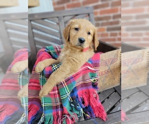 Golden Retriever Puppy for sale in NEWMANSTOWN, PA, USA