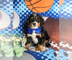 Miniature Bernedoodle Puppy for sale in OXFORD, PA, USA