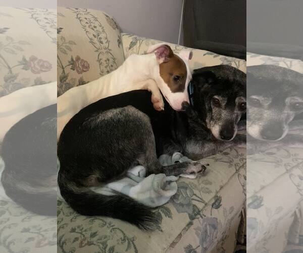 Medium Photo #3 Mutt Puppy For Sale in Sheboygan, WI, USA