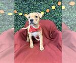 LUMIERE - Male Labrador Retriever Dog for Adoption - Small photo