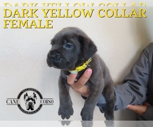 Cane Corso Puppy for sale in APPLE VALLEY, CA, USA