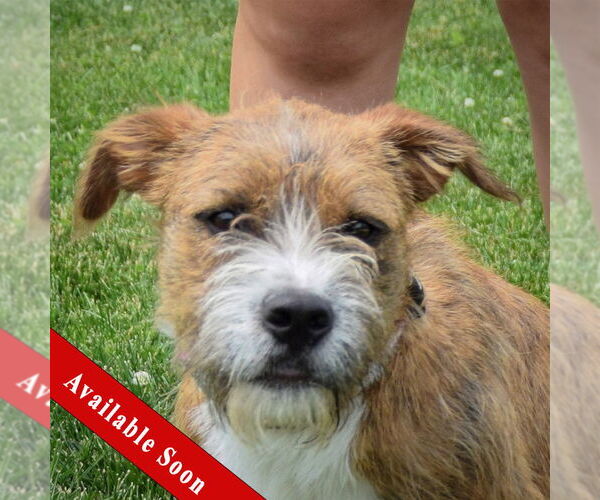Medium Photo #1 Boxer-Unknown Mix Puppy For Sale in Huntley, IL, USA