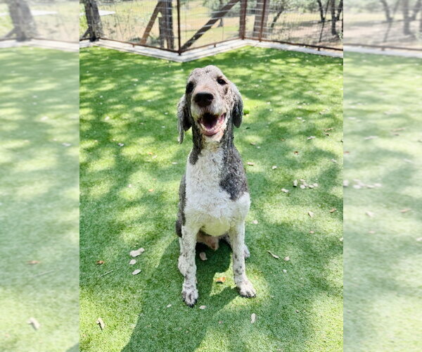 Medium Photo #2 Poodle (Standard) Puppy For Sale in Vail, AZ, USA