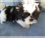 Puppy Puppy 1 Shih Tzu