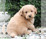Small Photo #8 Labradoodle Puppy For Sale in SYRACUSE, IN, USA