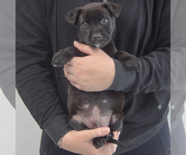 Medium Photo #4 Mutt Puppy For Sale in Huntley, IL, USA