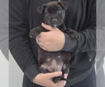 Small #3 Mutt