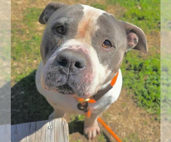 Medium Photo #2 Staffordshire Bull Terrier Puppy For Sale in Houston, TX, USA