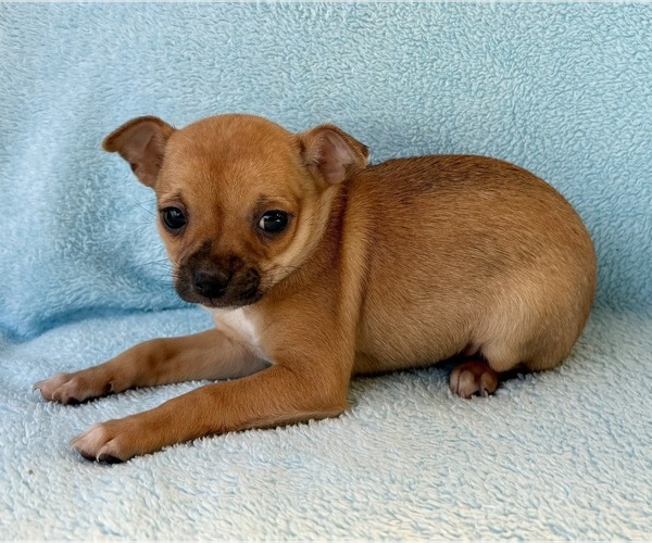 Medium Photo #5 Chihuahua Puppy For Sale in FAIR HAVEN, MI, USA