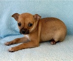 Small #4 Chihuahua