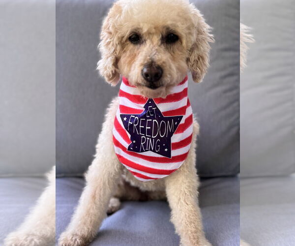 Medium Photo #6 Poodle (Miniature) Puppy For Sale in Mukwonago, WI, USA