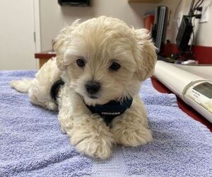 Maltipoo Puppy for sale in DALY CITY, CA, USA