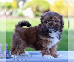 Small #3 Shih Tzu