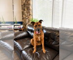 Small #7 German Shepherd Dog Mix