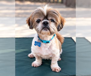 Archie - Male Shih Tzu-Unknown Mix Dog for Adoption - Photo #2