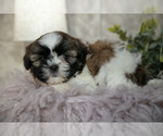 Small #2 Shih Tzu