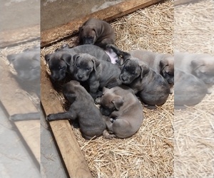 American Bandogge Puppy for sale in KANSAS CITY, MO, USA