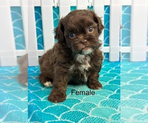 ShihPoo Puppy for sale in SILEX, MO, USA