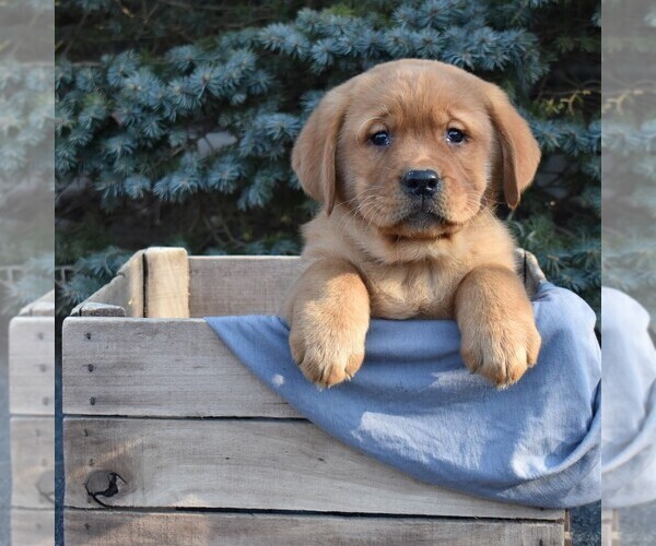 Medium Photo #1 Labrador Retriever Puppy For Sale in MILLERSTOWN, PA, USA