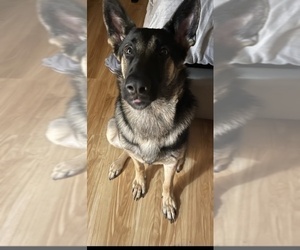 Mother of the German Shepherd Dog puppies born on 09/20/2021