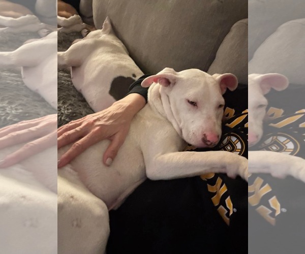 Medium Photo #3 American Pit Bull Terrier Puppy For Sale in Hillsboro, NH, USA