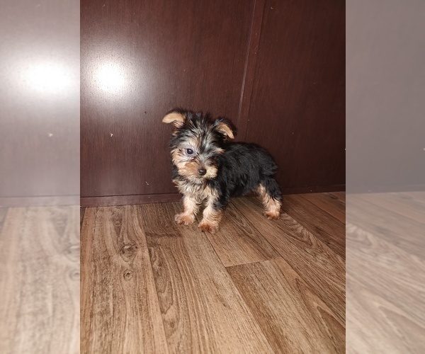 Medium Photo #3 Yorkshire Terrier Puppy For Sale in LAPEER, MI, USA