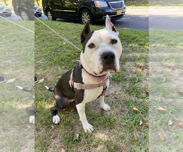Medium Photo #3 American Staffordshire Terrier Puppy For Sale in Lawrenceville, NJ, USA
