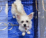 Small #8 Shih Tzu Mix