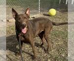 Small Labrador Retriever Mix