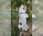 Small Photo #8 Bulldog-Unknown Mix Puppy For Sale in Sheboygan, WI, USA