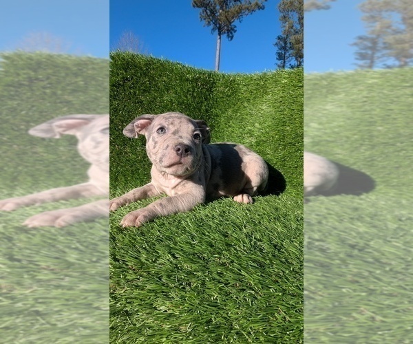 Medium Photo #1 American Bully Puppy For Sale in GROVETOWN, GA, USA