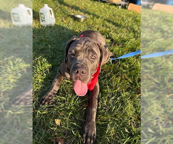 Medium Photo #4 Mastiff-Unknown Mix Puppy For Sale in Spring Lake, NJ, USA